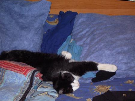 mon chat